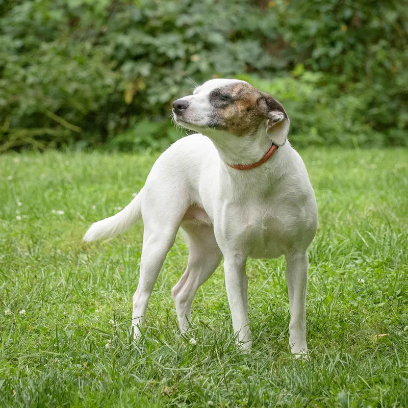 A young medium-sized female White / Cream Hound dog named Patrice for adoption in Lambertville, NJ
