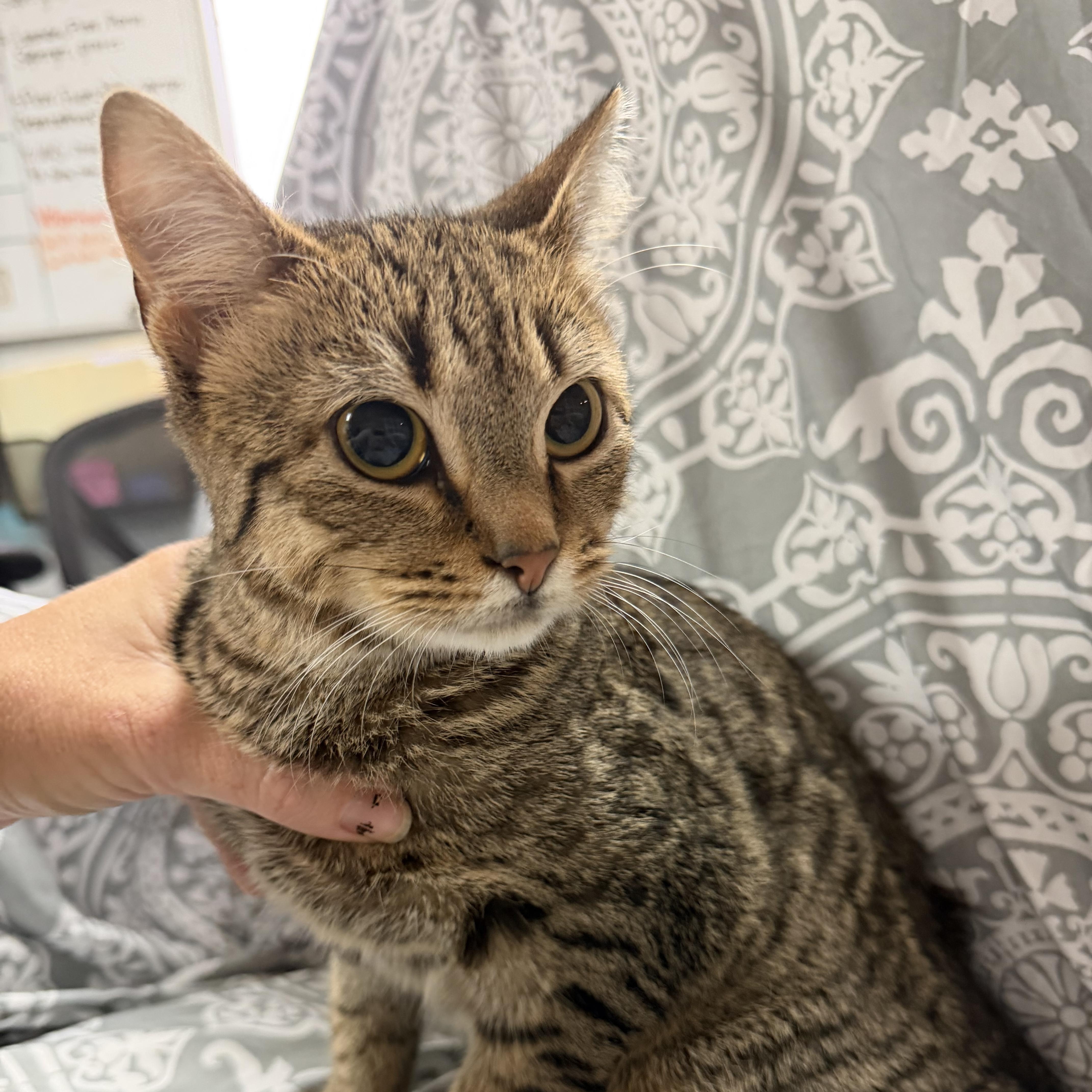 A young medium-sized male Tabby (Brown / Chocolate) Tabby cat named Sonny for adoption in Columbia, SC