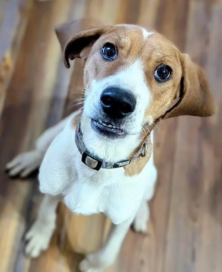 A young medium-sized male Beagle dog named Arrow for adoption in Cowlesville, NY