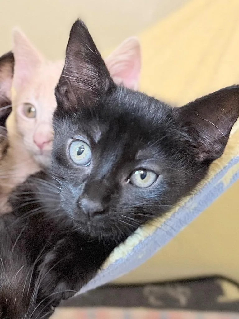 A baby medium-sized female Domestic Short Hair cat named Sharpie for adoption in Menomonie, WI