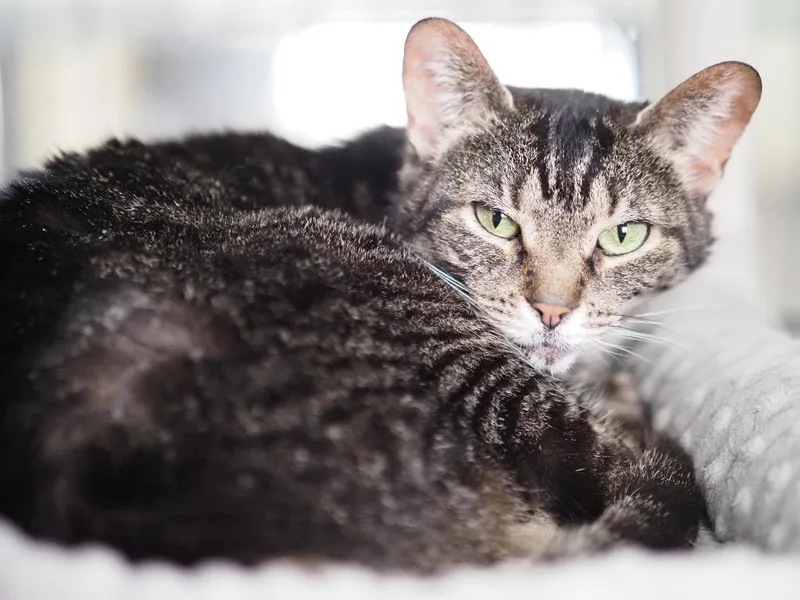 Calendula thumbnail 3