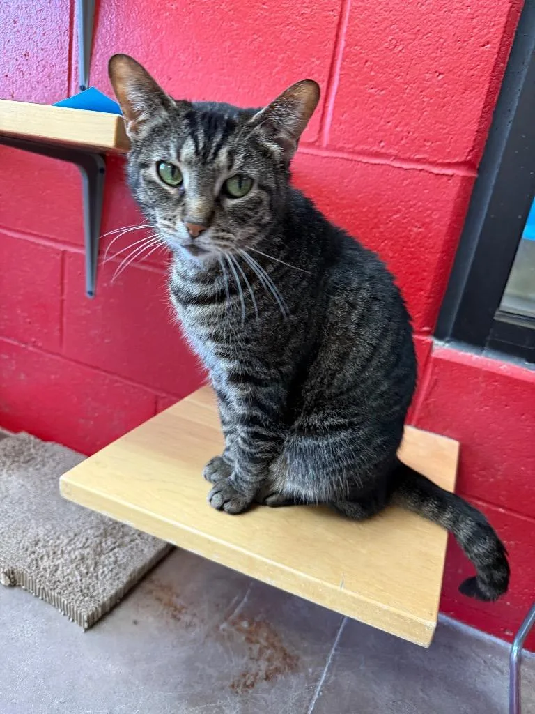 Calendula thumbnail 4