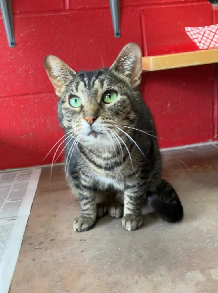 Calendula thumbnail 5