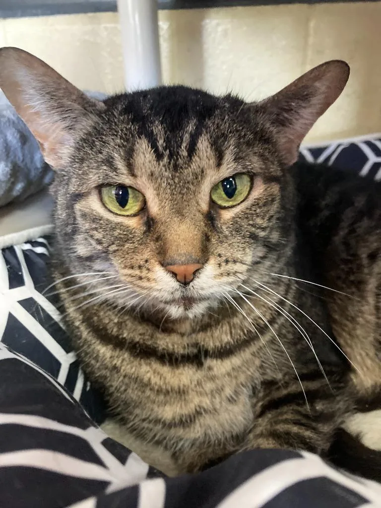 Calendula thumbnail 6