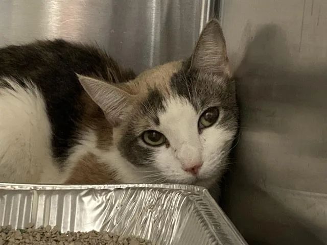 A young medium-sized female Domestic Short Hair cat named Carolina for adoption in Tustin, CA