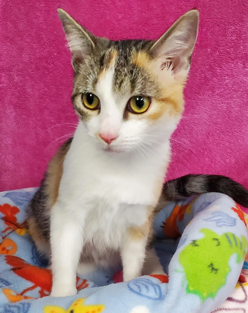 A young medium-sized female Domestic Short Hair cat named Ruffle for adoption in Greenville, IL