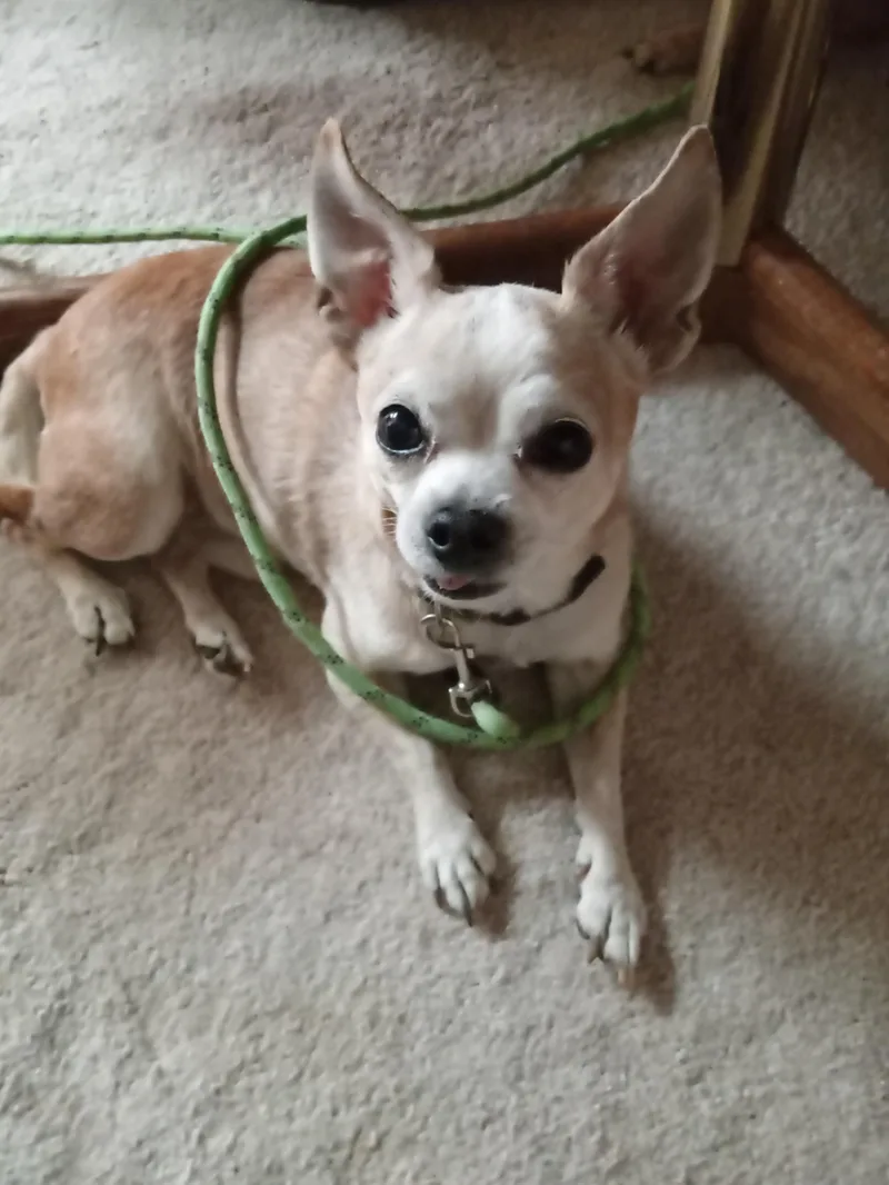 Tito