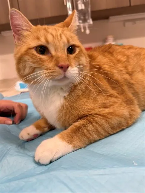 A young small-sized male Domestic Short Hair cat named Tom for adoption in Baytown, TX