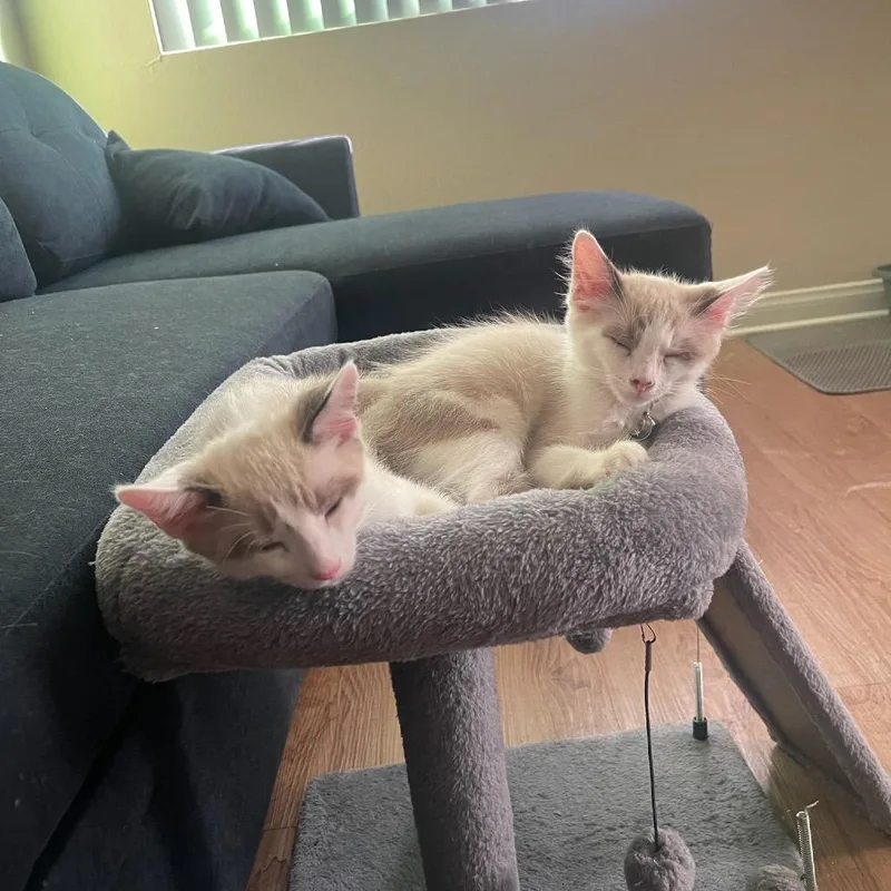 A baby small-sized male Siamese cat named Taylor for adoption in Long Beach, CA