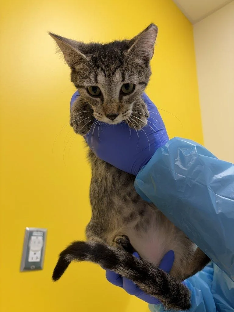 A baby small-sized female Tabby (Brown / Chocolate) Domestic Short Hair cat named Alexis for adoption in Raleigh, NC