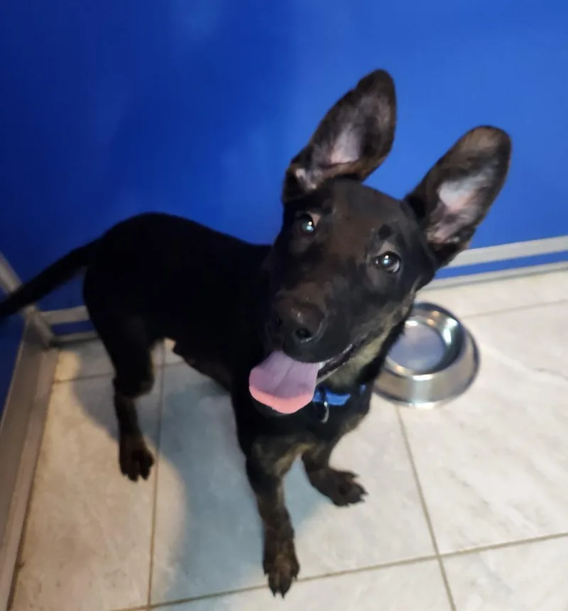 A baby medium-sized female Belgian Shepherd / Malinois dog named Brooklyn for adoption in Walnutport, PA