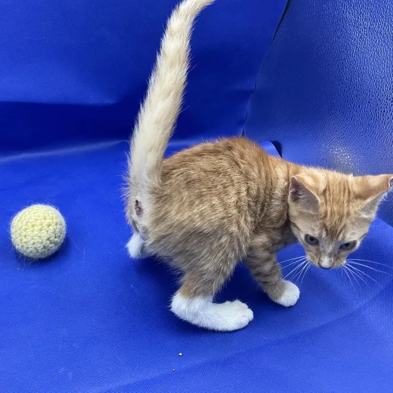 A baby small-sized male Orange / Red Domestic Short Hair cat named Sunny for adoption in Gonzales, LA