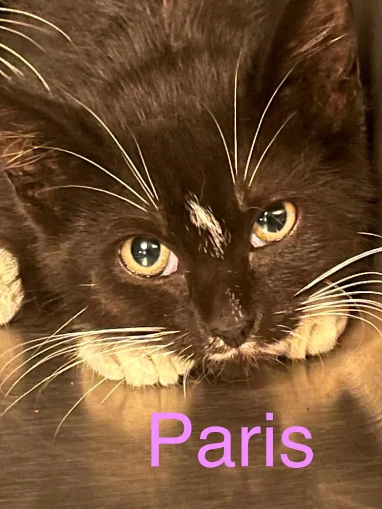 A baby large-sized female Domestic Short Hair cat named Paris for adoption in Princeton, IN
