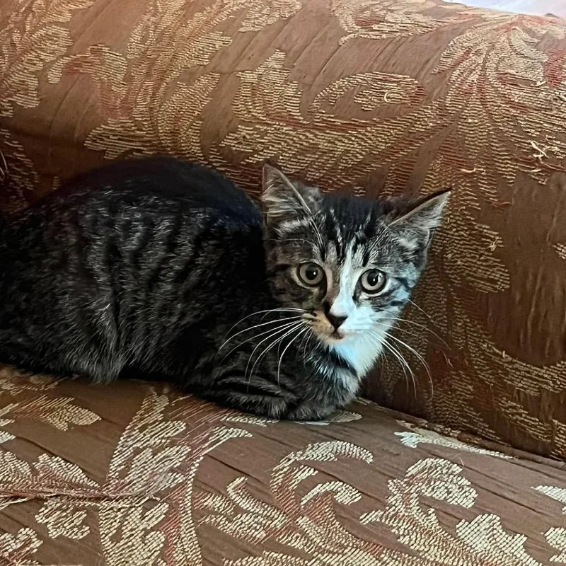 A baby small-sized female Brown / Chocolate Domestic Short Hair cat named Millicent for adoption in Huntington, WV