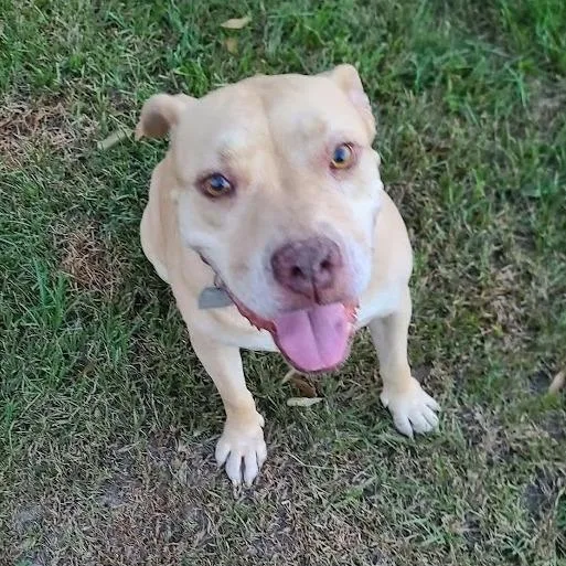 An adult large-sized female Pit Bull Terrier dog named Rita for adoption in South Elgin, IL