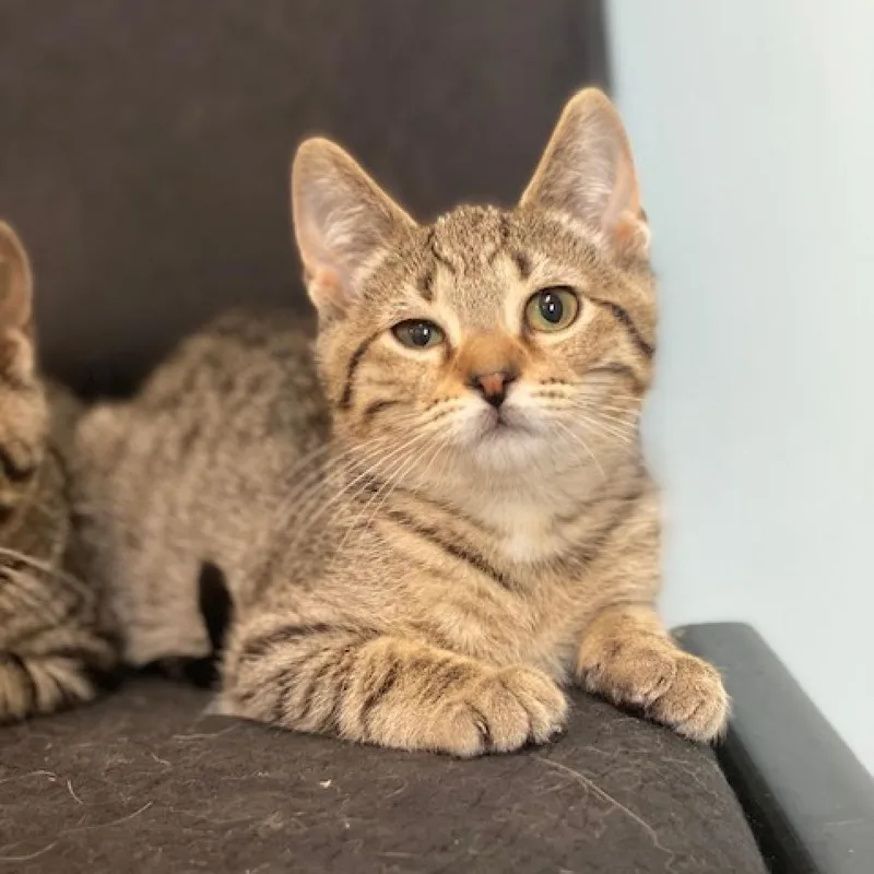 An adult medium-sized male Brown / Chocolate Domestic Short Hair cat named Schmidt for adoption in Wadena, MN