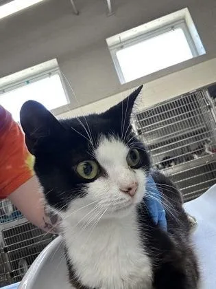 An adult medium-sized female Domestic Short Hair cat named Sylvie for adoption in Cincinnati, OH
