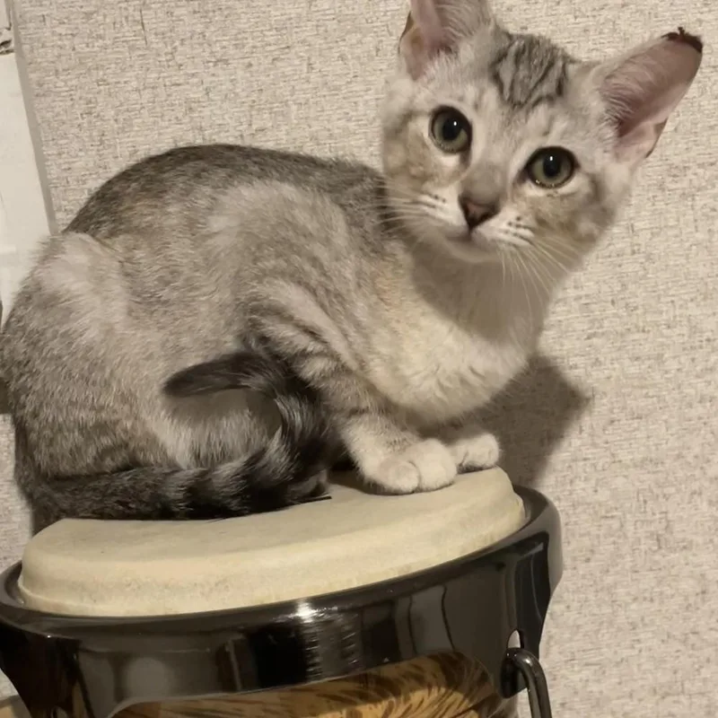A baby small-sized female Gray / Blue / Silver Domestic Short Hair cat named Marble for adoption in Panama City Beach, FL