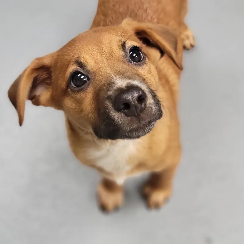 A baby medium-sized male Brown / Chocolate Mixed Breed dog named Neymar for adoption in Sarasota, FL