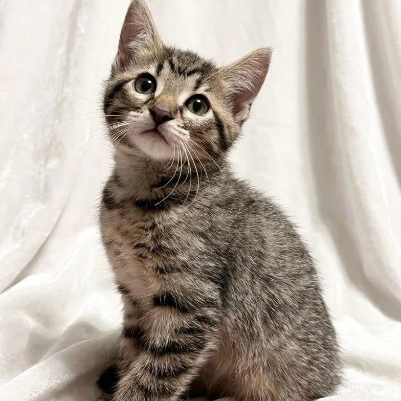 A baby small-sized female Domestic Short Hair cat named Athena for adoption in Miami, FL