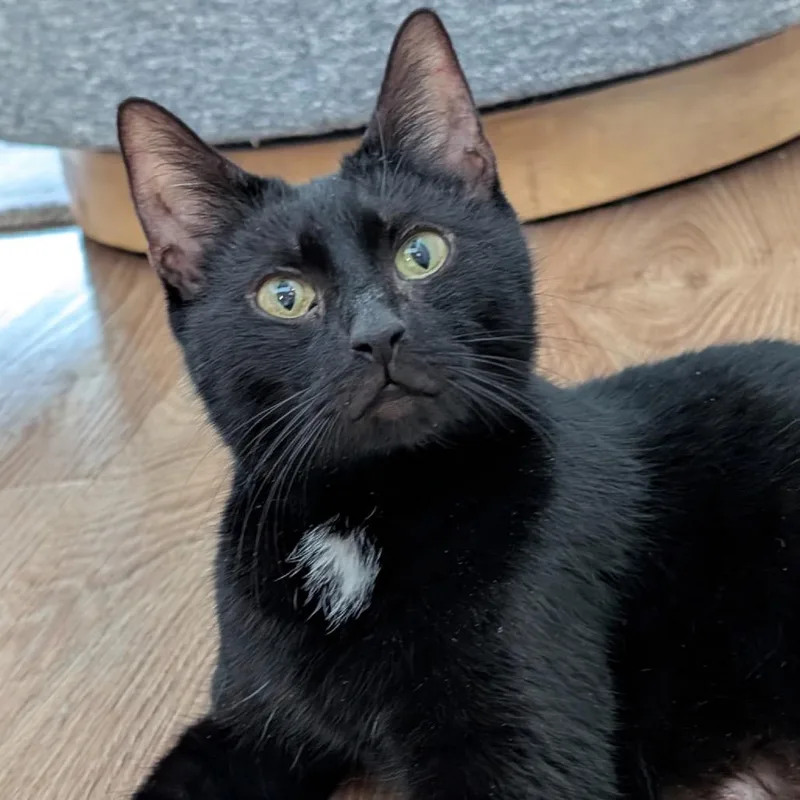 A young small-sized female Black Domestic Short Hair cat named Lady Violet Bridgerton for adoption in Westport, CT