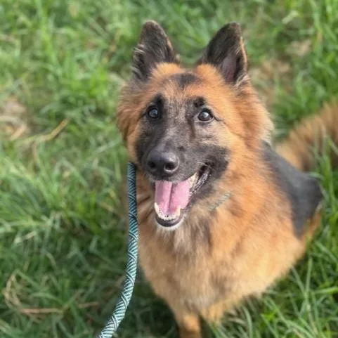 A senior medium-sized female Sable German Shepherd Dog dog named Tilly for adoption in Houston, TX