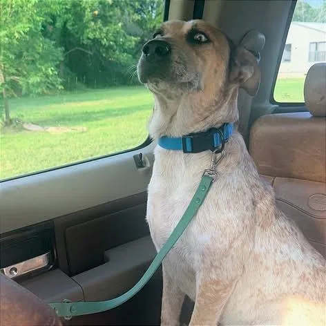 An adult medium-sized male Red / Chestnut / Orange Cattle Dog dog named Rocky "River" for adoption in Weatherford, TX