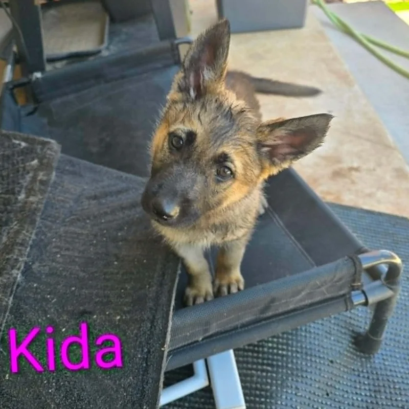 Kida
