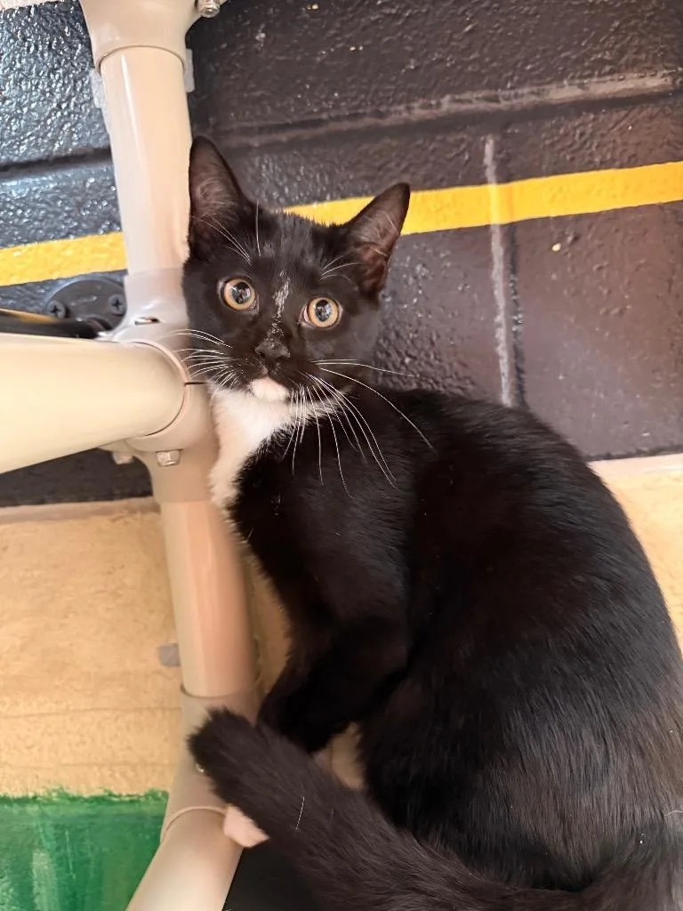 A baby medium-sized female Domestic Short Hair cat named Little for adoption in Burnsville, NC