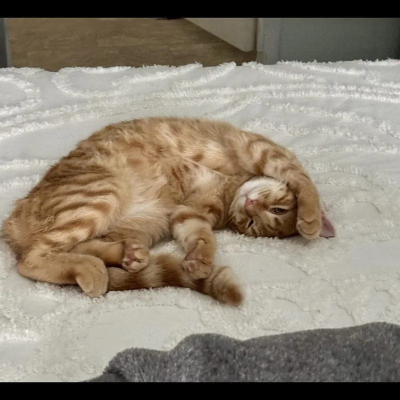 A young medium-sized male Orange & White Domestic Short Hair cat named Doc for adoption in Crofton, MD