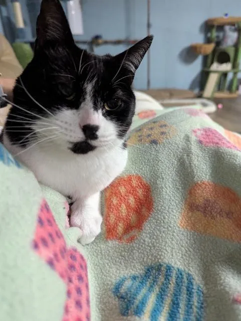 Maybelle thumbnail 3