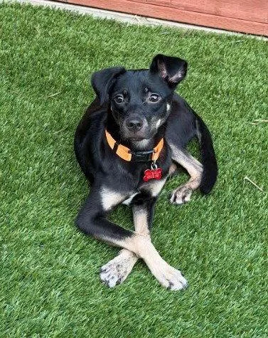 An adult small-sized female Chihuahua dog named Kali for adoption in San Diego, CA