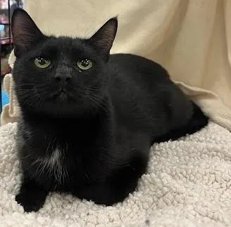 A young medium-sized female Domestic Short Hair cat named Elvira for adoption in Phoenix, AZ