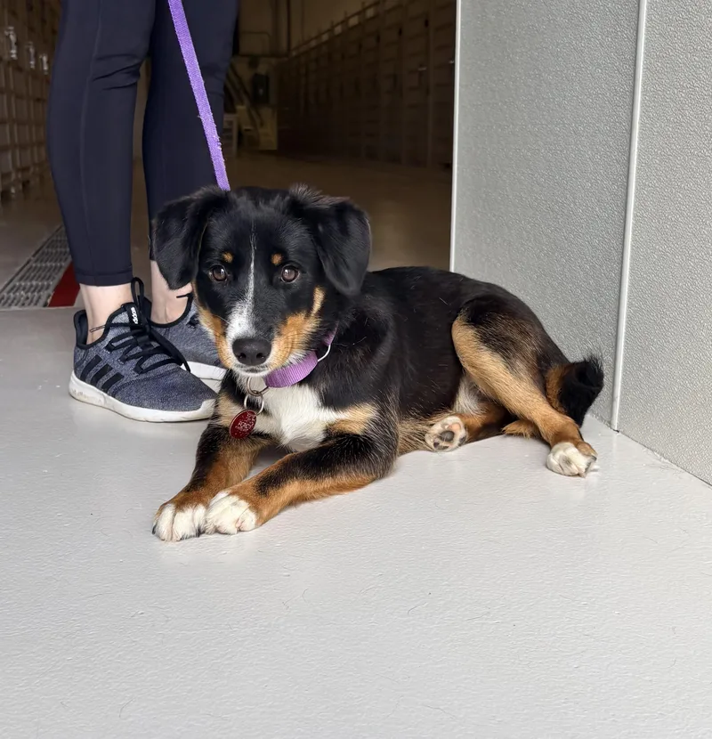 An adult medium-sized female Hound dog named Melody for adoption in Chicago, IL