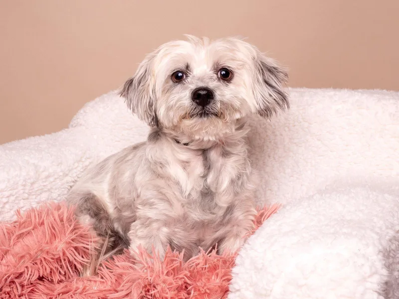A young small-sized female Maltese dog named Bunny for adoption in Palo Alto, CA