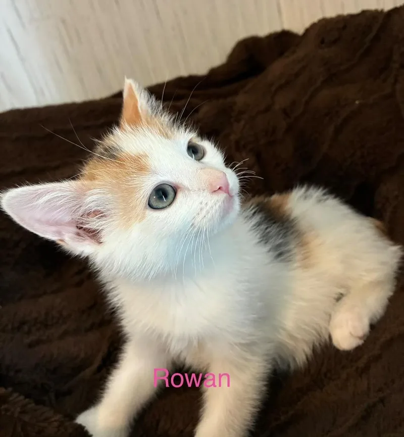 Rowan