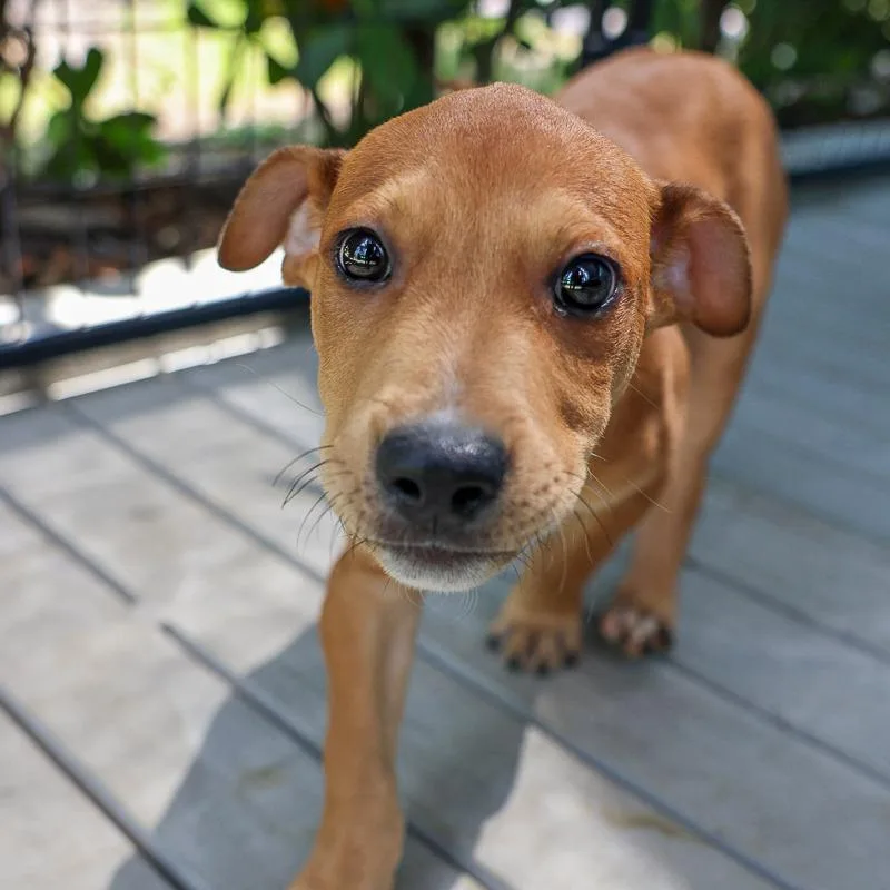 A baby medium-sized male Brown / Chocolate Mixed Breed dog named Lightning McQueen for adoption in Bradenton, FL