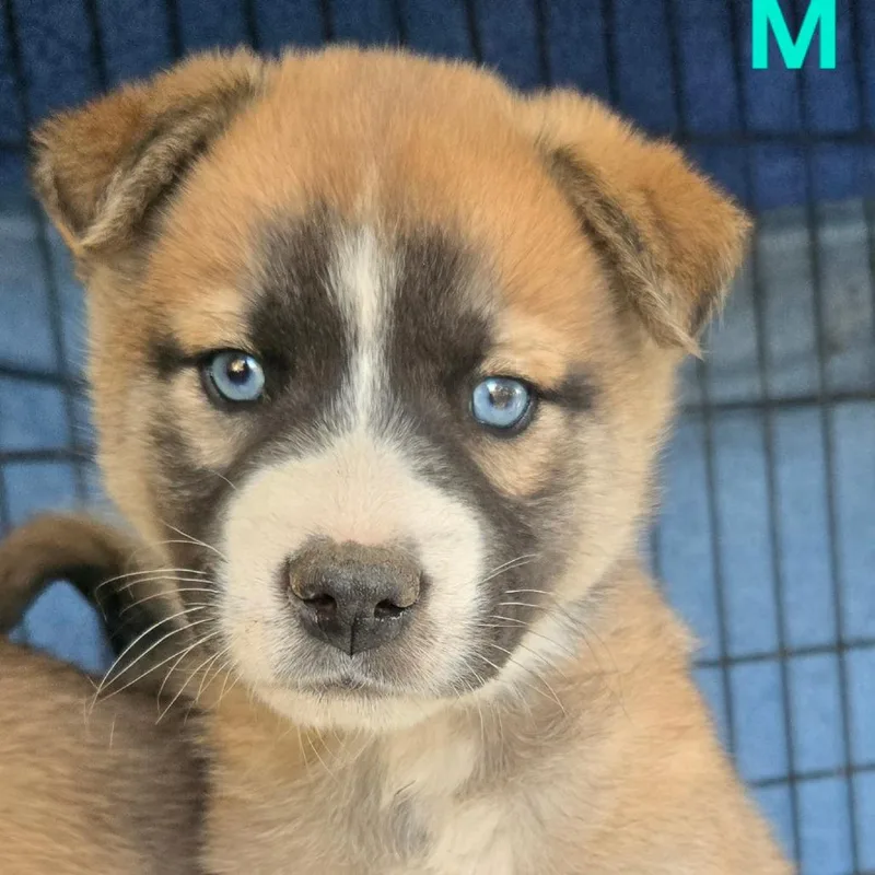 A baby small-sized male Yellow / Tan / Blond / Fawn Shepherd dog named Zachary for adoption in Floresville, TX
