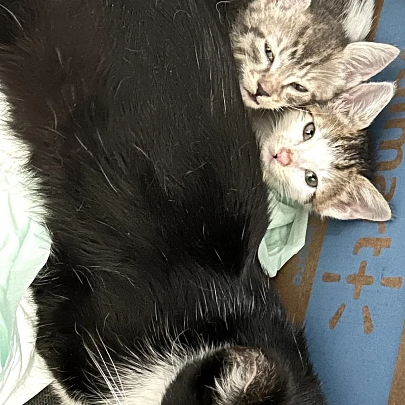 A young small-sized female Black Domestic Short Hair cat named Mama Star for adoption in Pacific Palisades, CA