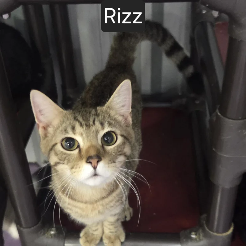 A young medium-sized male Tabby (Brown / Chocolate) Domestic Short Hair cat named Rizz for adoption in SNOW HILL, NC