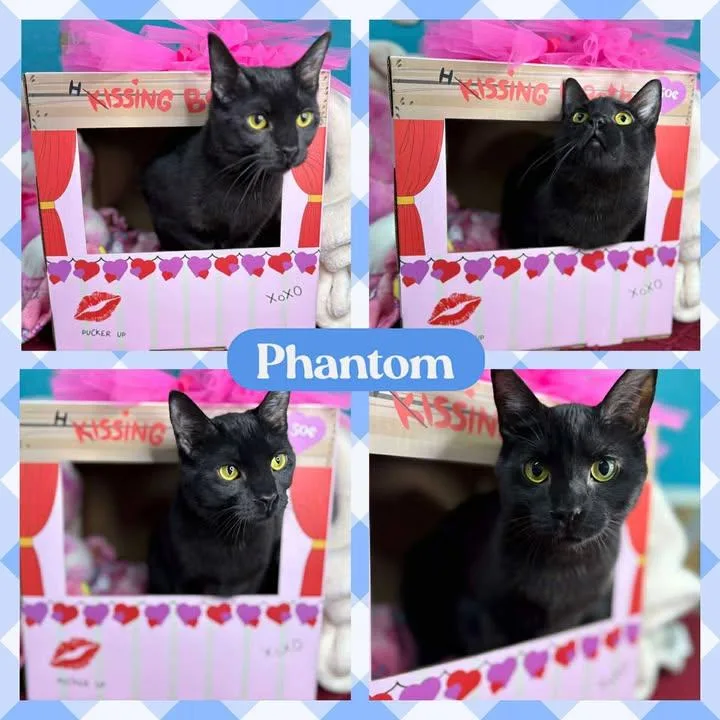 An adult medium-sized male Black American Shorthair cat named Phantom for adoption in Huntington, WV