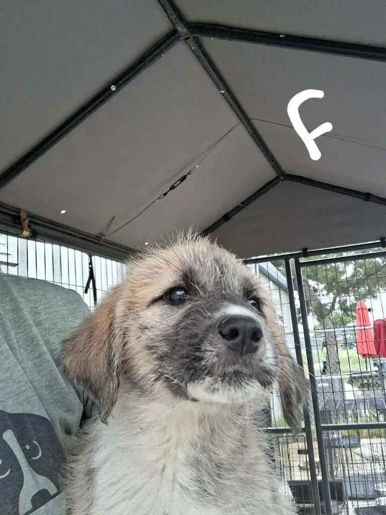 A baby large-sized female Anatolian Shepherd dog named Aurra Sing for adoption in Brownwood, TX