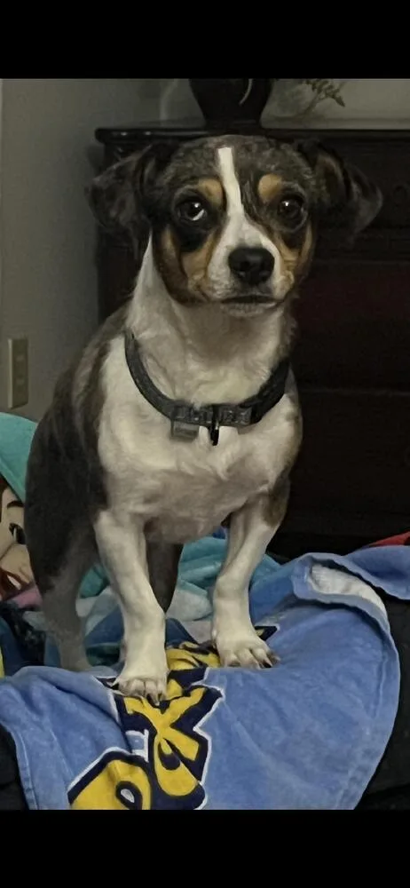 A young small-sized female Chihuahua dog named Snickers for adoption in Willingboro, NJ