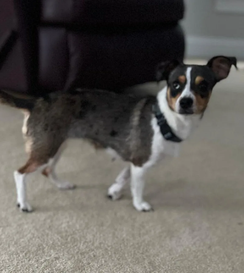 Snickers thumbnail 3