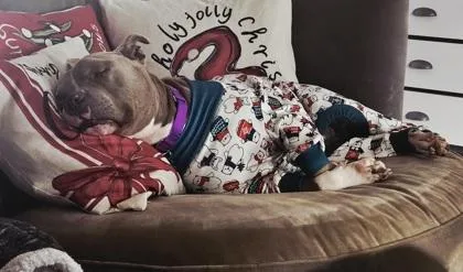 An adult large-sized male Pit Bull Terrier dog named Jeff for adoption in Atlanta, GA