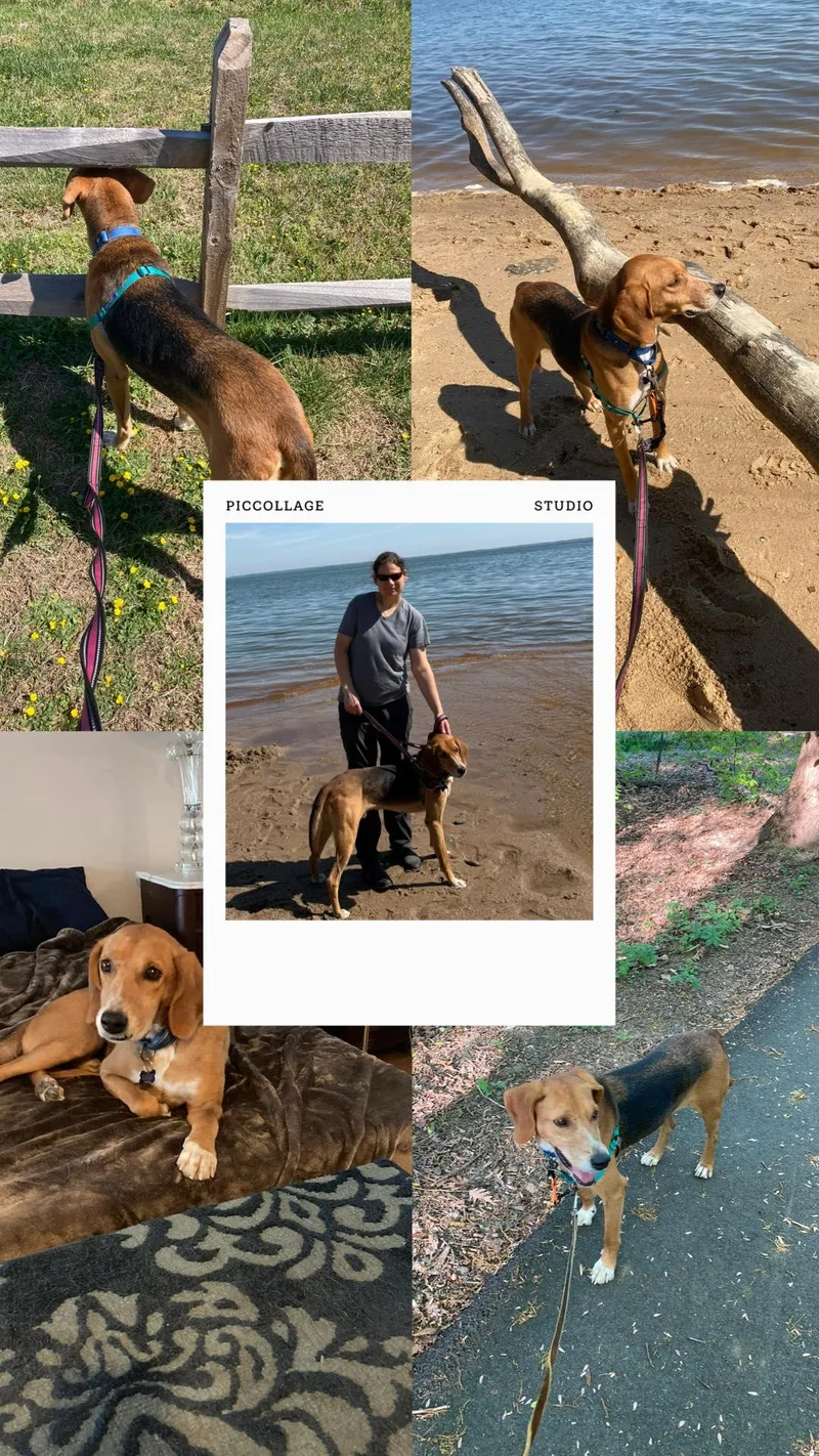 An adult medium-sized male Yellow / Tan / Blond / Fawn Hound dog named Paulo for adoption in Maidens, VA