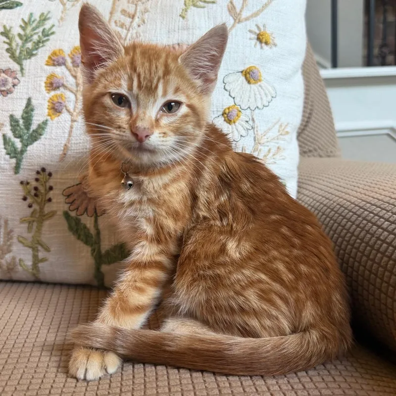 A baby small-sized male Orange / Red Domestic Short Hair cat named Mickey Rooney for adoption in Flower Mound, TX