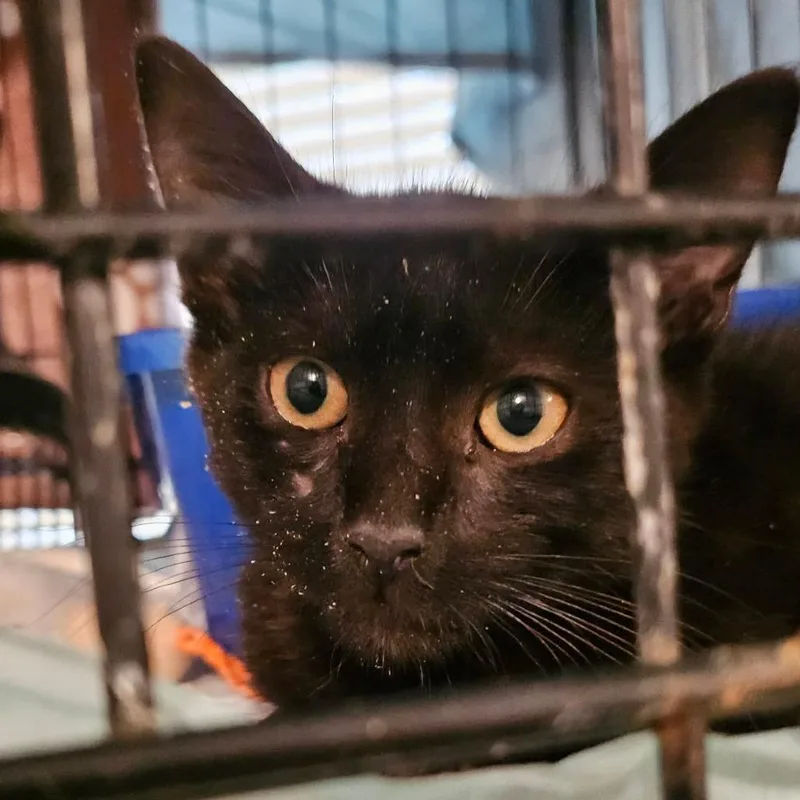 A baby small-sized male Black Domestic Short Hair cat named Inigo for adoption in Reisterstown, MD