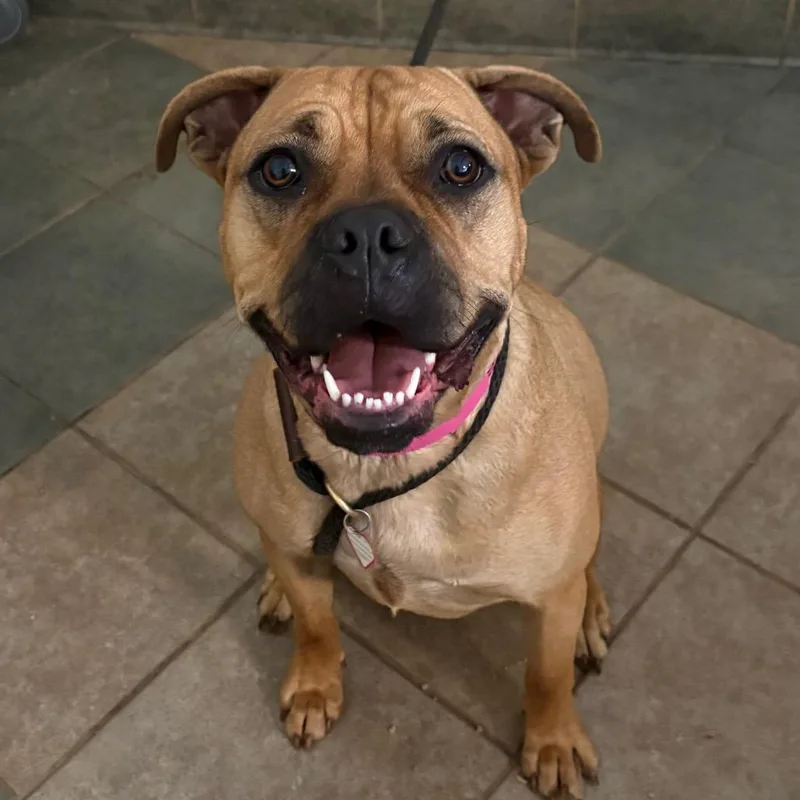 An adult large-sized female Yellow / Tan / Blond / Fawn Mixed Breed dog named Sasha for adoption in Chattanooga, TN