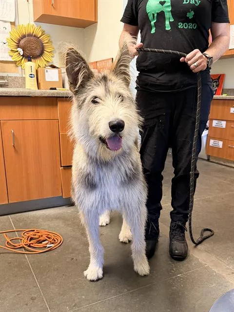 A young medium-sized male Alaskan Malamute dog named Lucky for adoption in Santa Cruz, CA